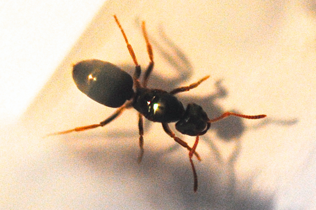 Schermata 2016-09-30 alle 21.59.13.png