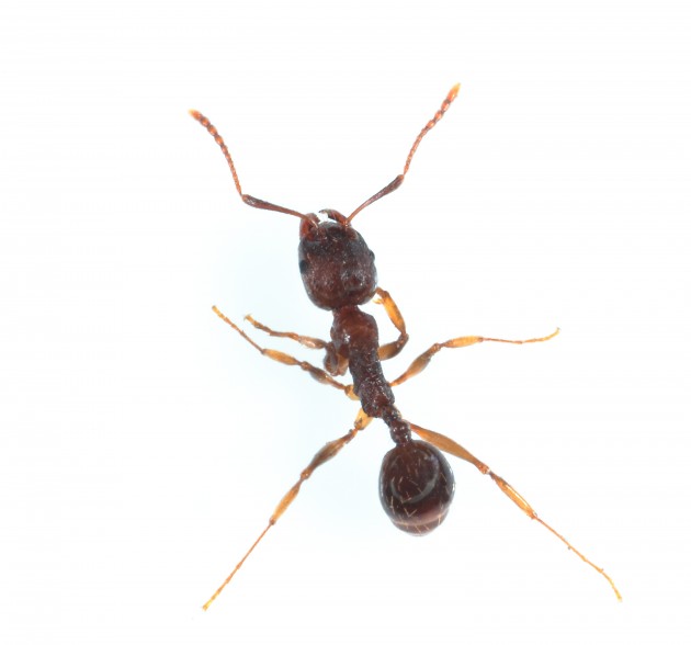 aphaenogaster.jpg