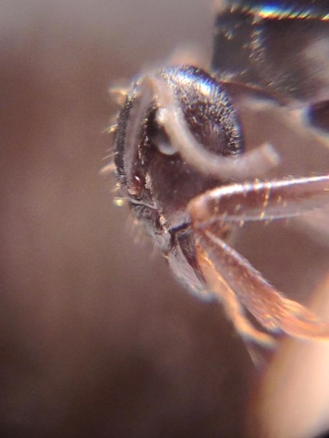 Formica candida gyne.jpg