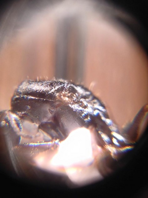 Formica candida gyne 3.jpg