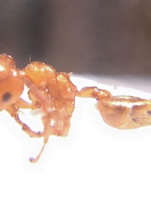 Crematogaster cf. gallicola.jpg