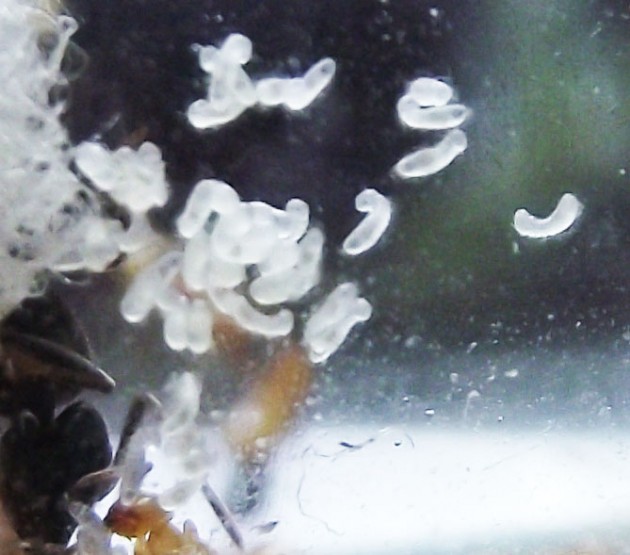 DSCF3590.JPG