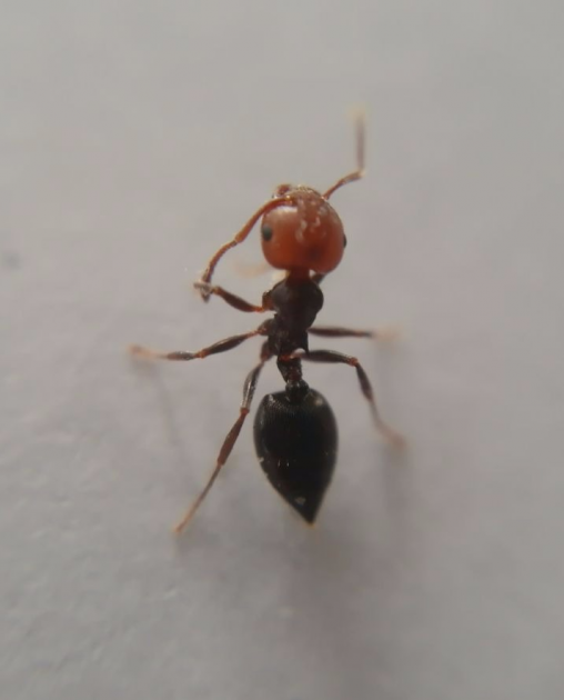 crematogaster scutellaris.png