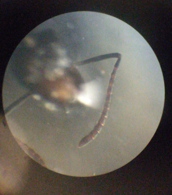 antenna sp da id 1.png