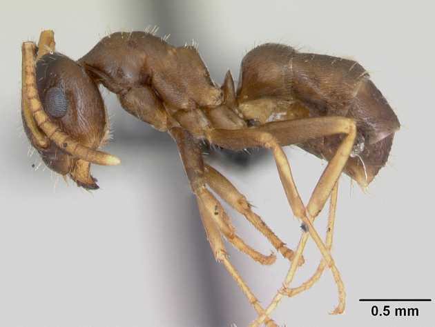 lasius neglectus 1.png