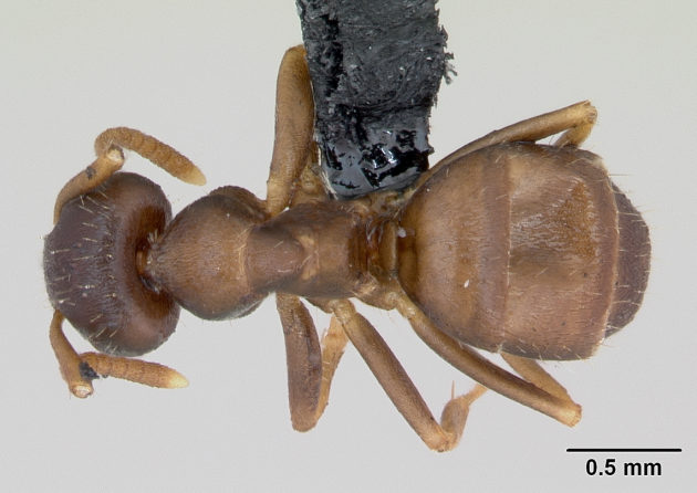 lasius neglectus 2.png