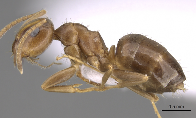 lasius lasioides 1.png