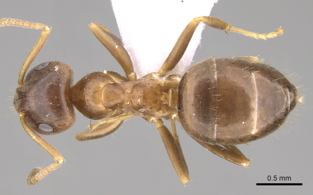 lasius lasioides 2.png