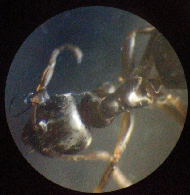 lasius sp 1.png