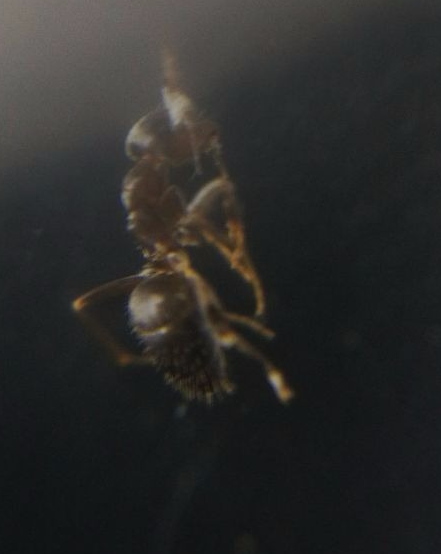 lasius sp 2.png