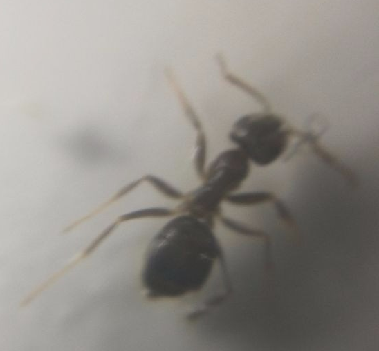 lasius sp 3.png