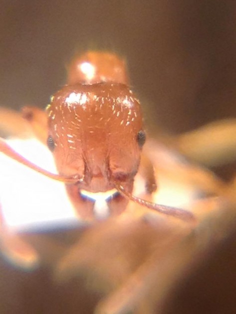 Aphaenogaster dulciniae 4.jpg