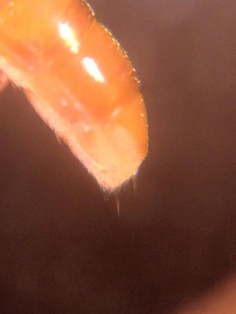 Dorylus fulvus 6.jpg