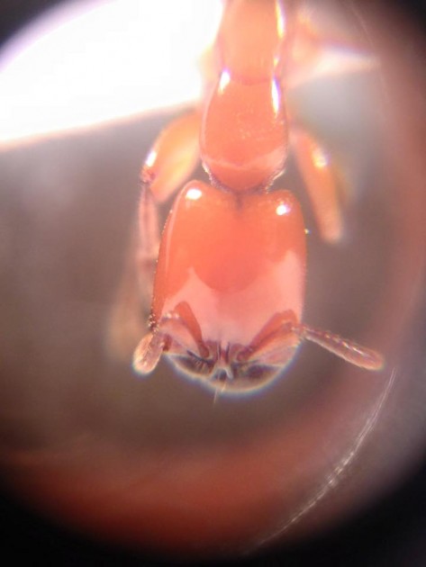 Dorylus fulvus 7.jpg