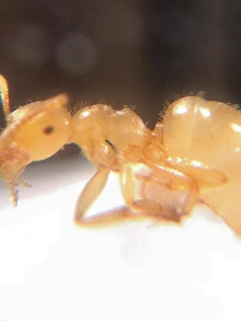 Lasius distinguendus 1.jpg