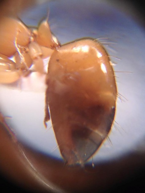 Camponotus sanctus 3.jpg