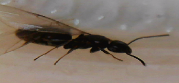 formica alata1.PNG