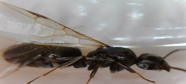 formica alata3.PNG