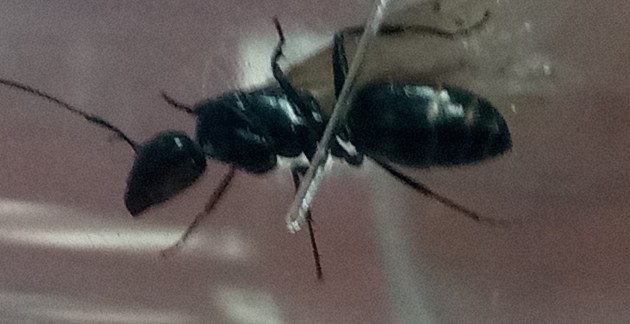 ant2.jpg