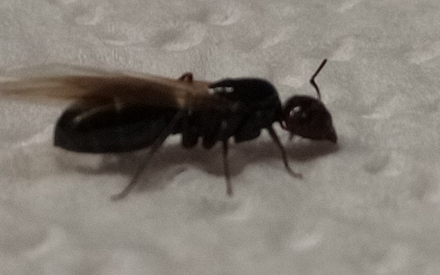 ant3.jpg