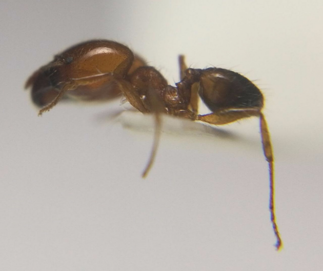 pheidole.png