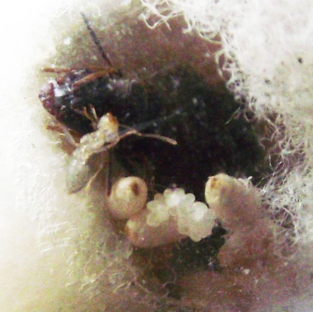DSCF3649.JPG