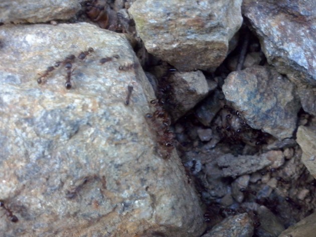 CAM00479.jpg
