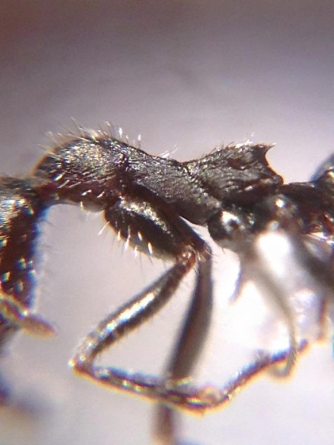 Aphaenogaster campana 1.jpg