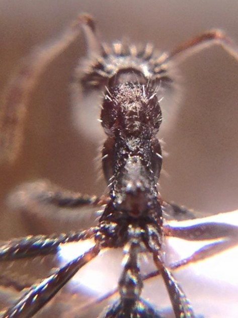 Aphaenogaster campana 5.jpg