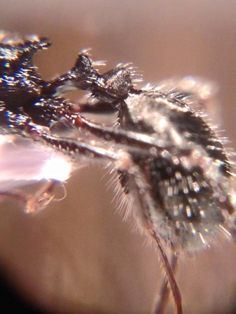 Aphaenogaster campana gyne 2.jpg