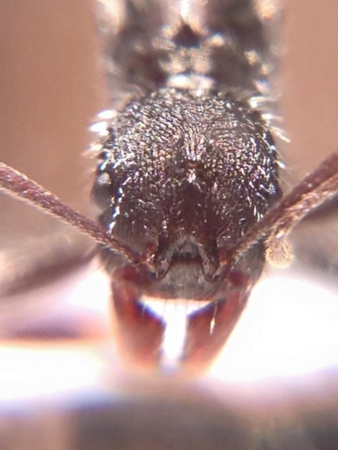 Aphaenogaster campana gyne 4.jpg