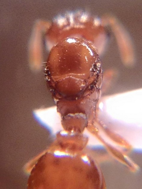 gyne 5.jpg