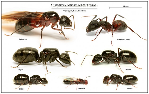 camponotus-france-photo.jpg