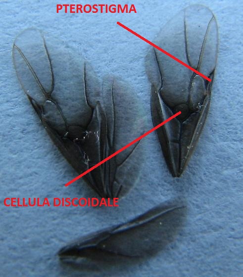 Ali Lasius.jpg