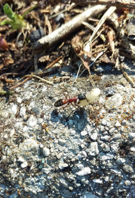 IMAG0371_1.jpg