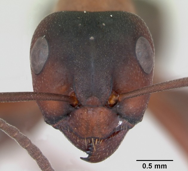 Formica_sanguinea_casent0173153_head_1.jpg