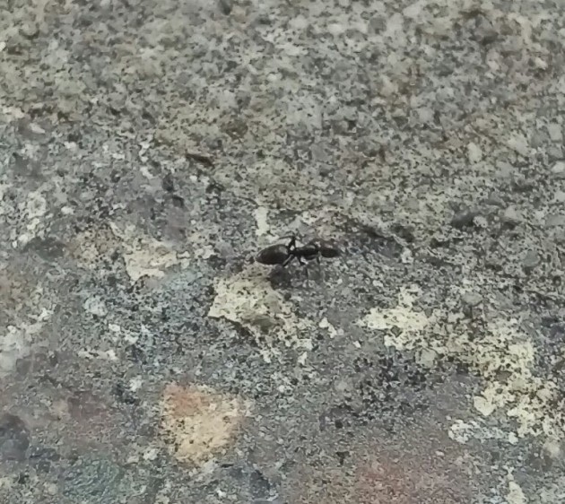 IMAG0401_1.jpg