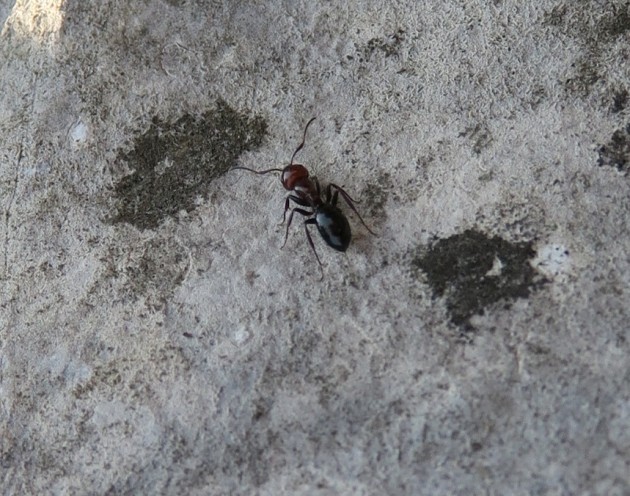 Formica.JPG