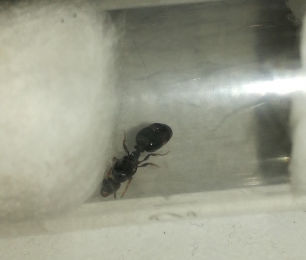 1.jpg (364.64 KiB) Osservato 6038 volte 1.jpg