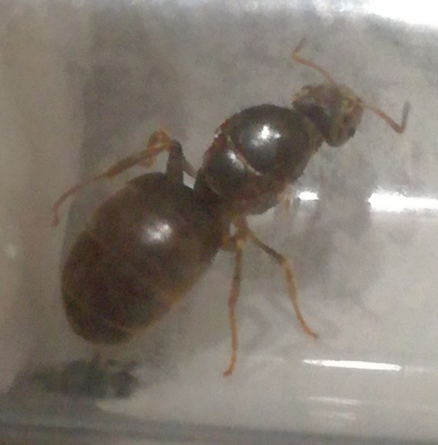 IMG_20170616_185002.jpg (288.52 KiB) Osservato 6038 volte IMG_20170616_185002.jpg