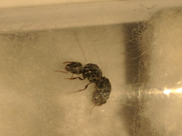 Formica regina.jpg