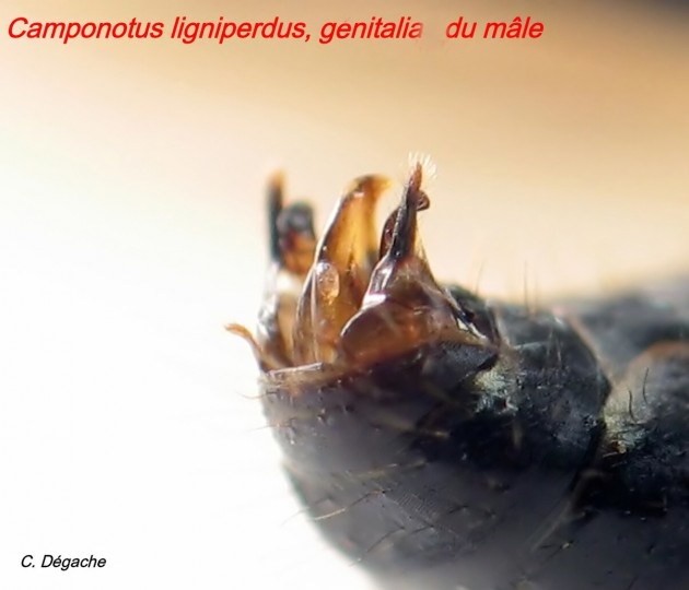 C__Data_Users_DefApps_AppData_INTERNETEXPLORER_Temp_Saved Images_Genitalias_male_Camponotus_ligniperdus_4-copie-1.jpg