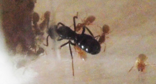 DSCF3643.JPG