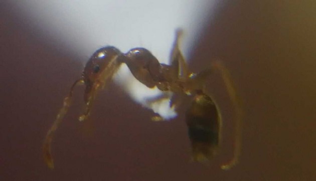 Pheidole pallidula.jpg