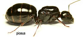 camponotus-france-photo_1.jpg