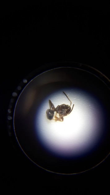Lasius.jpeg