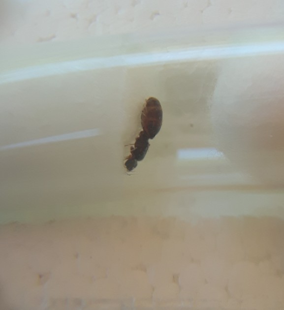Pheidole1_1.jpg