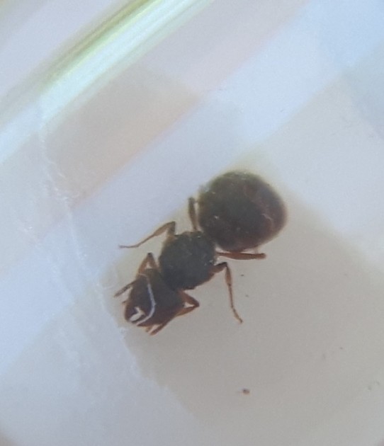 Pheidole1_2.jpg