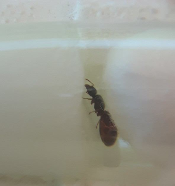 Pheidole2_1.jpg