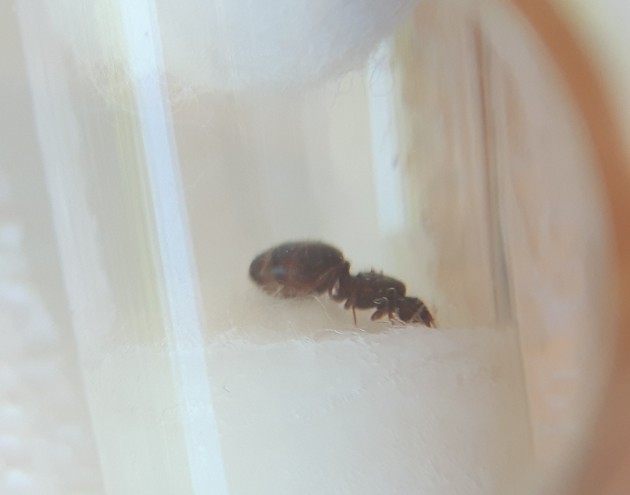 Pheidole2_2.jpg